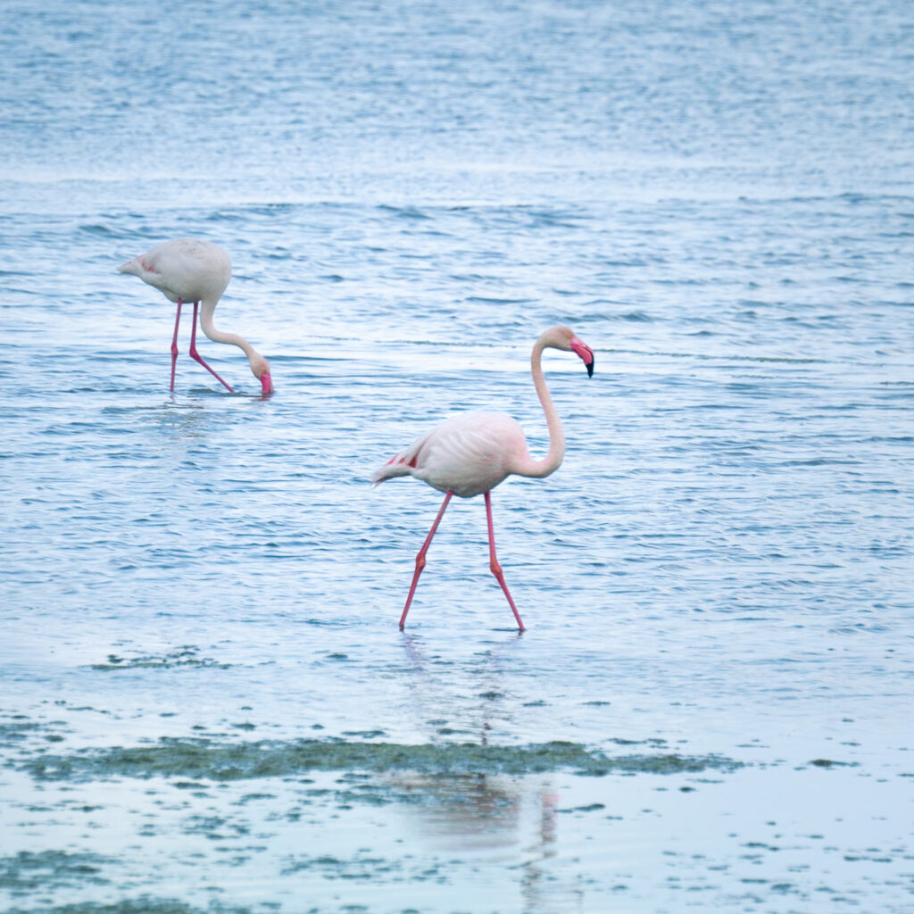 Rezerwat Vendicari, Sycylia wschodnia plaże, Sycylia co zobaczyć, Sycylia flamingi